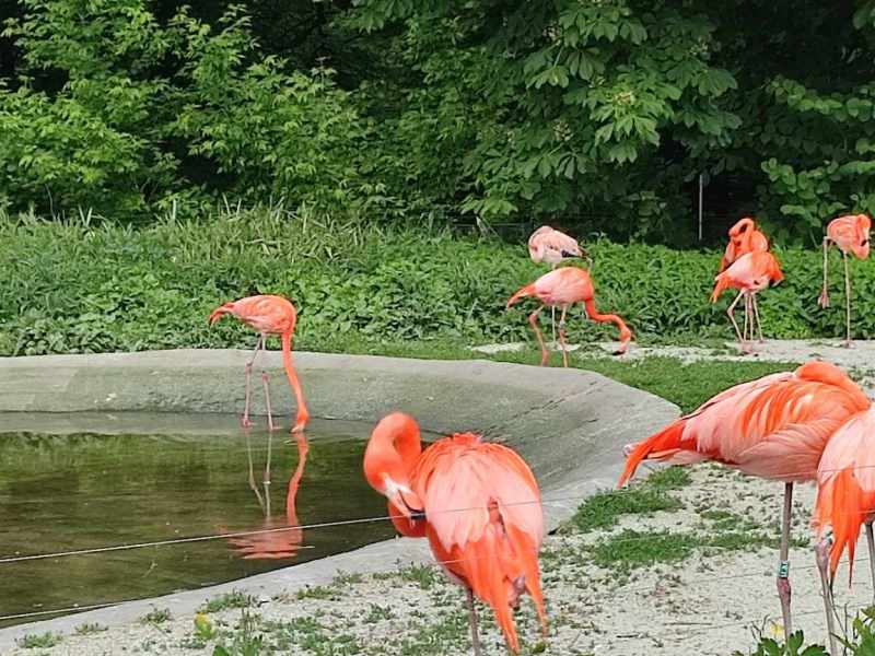 ZOO