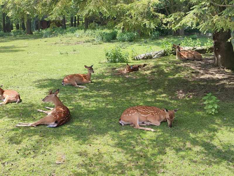 ZOO